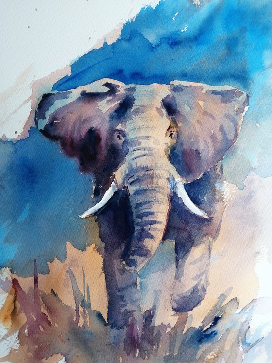 elephant 19