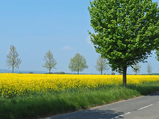 Le Vexin au printemps