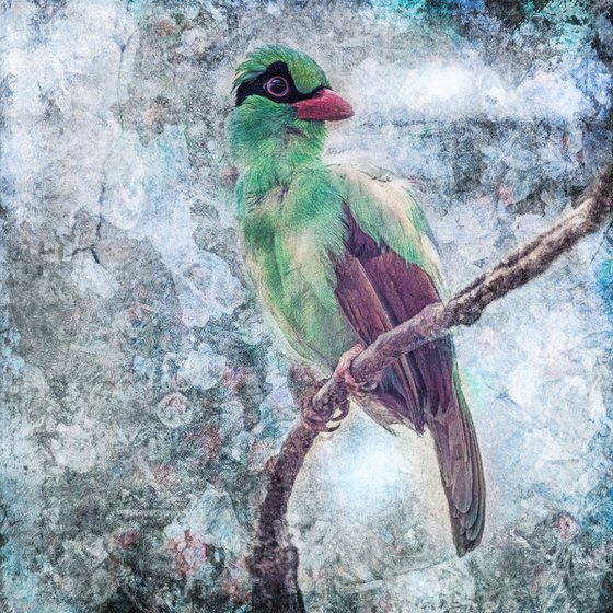 Javan Green Magpie