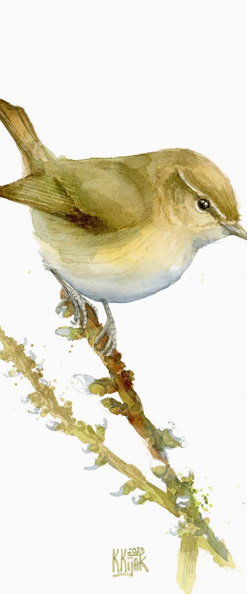 Common Chiffchaff bird by Karolina Kijak