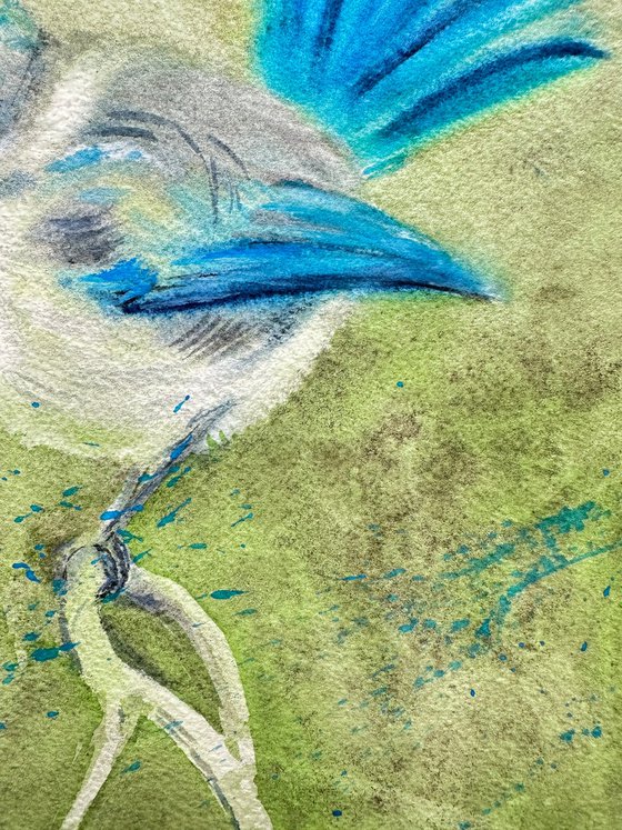 Fairywren