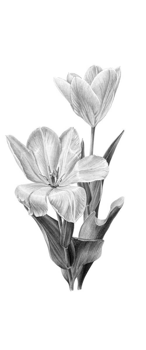 Spring Tulips Botanical Illustration by Yuliia Prokopchuk