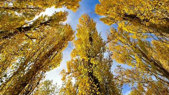 Golden leafed poplars