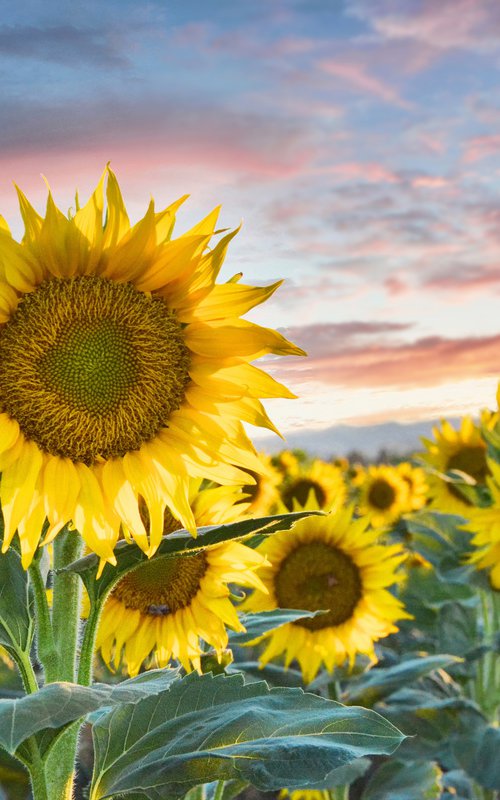 Sunflower Sundown by Emily Kent