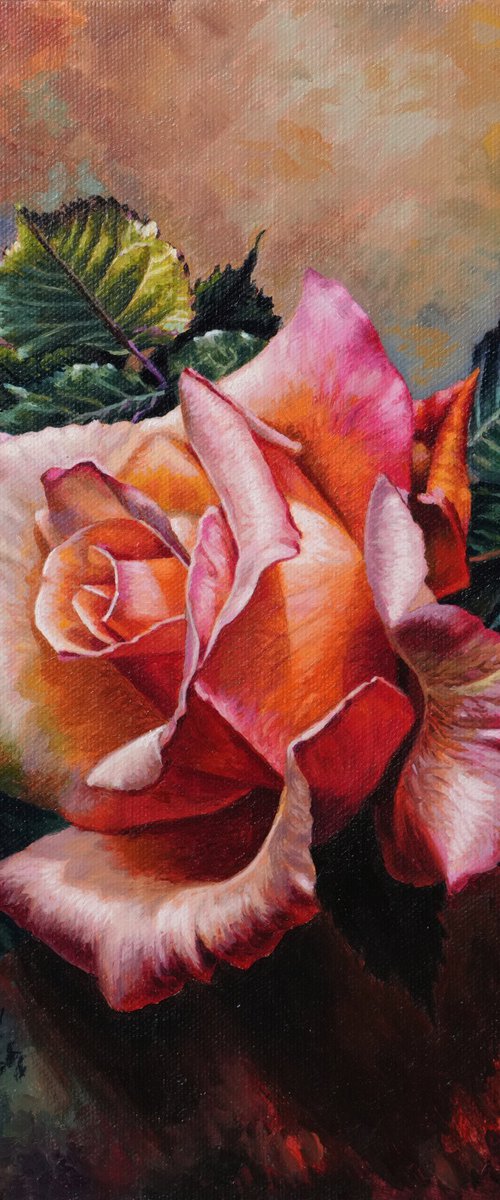 Rose flower 1 by K Shaji