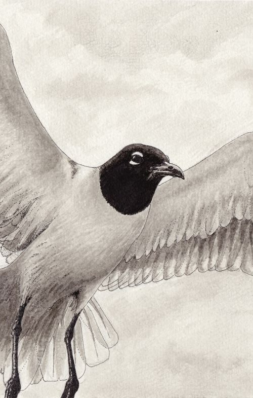 Gull in pen & ink by John Fleck