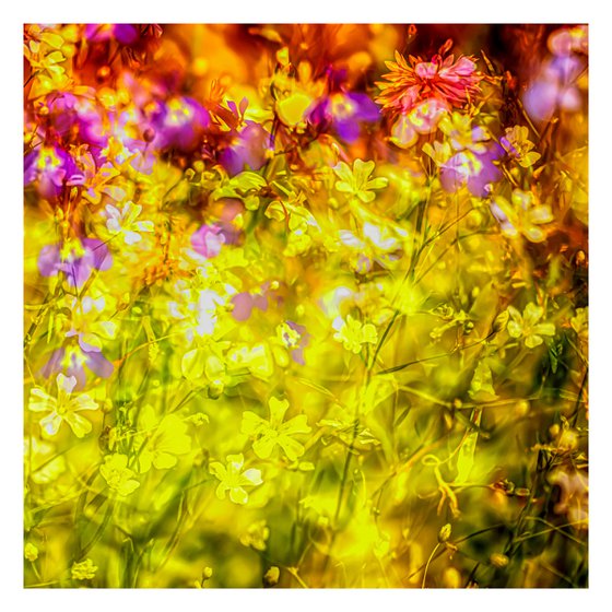 Summer Meadows #4. Limited Edition 1/25 12x12 inch Abstract Photographic Print.