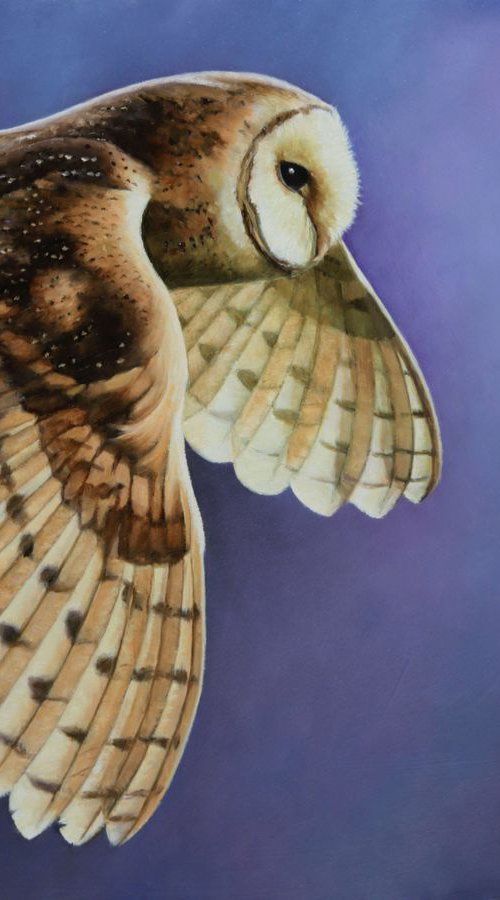 Barn Owl by Andrew Schofield