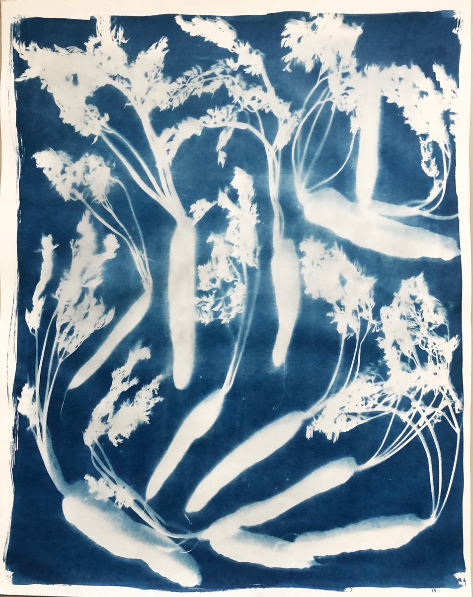 All Directions- cyanotype by Georgia Merton
