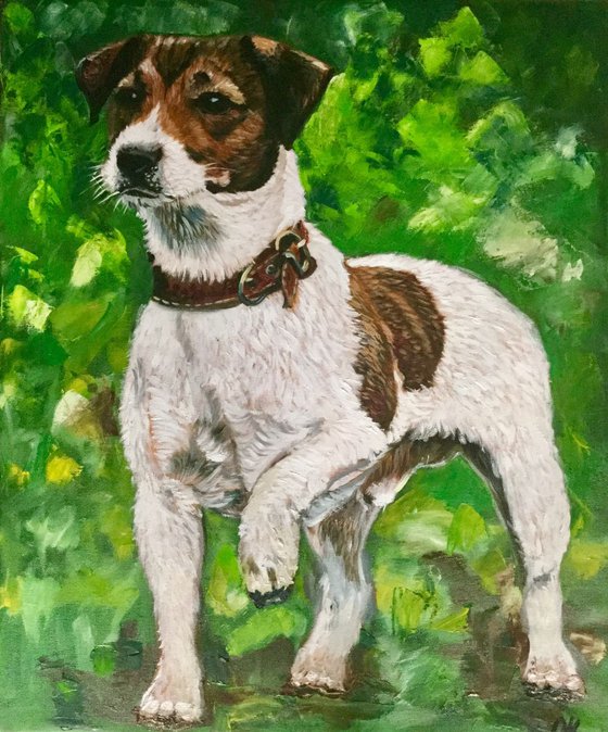 Jack Russel . Portrait of my dog.