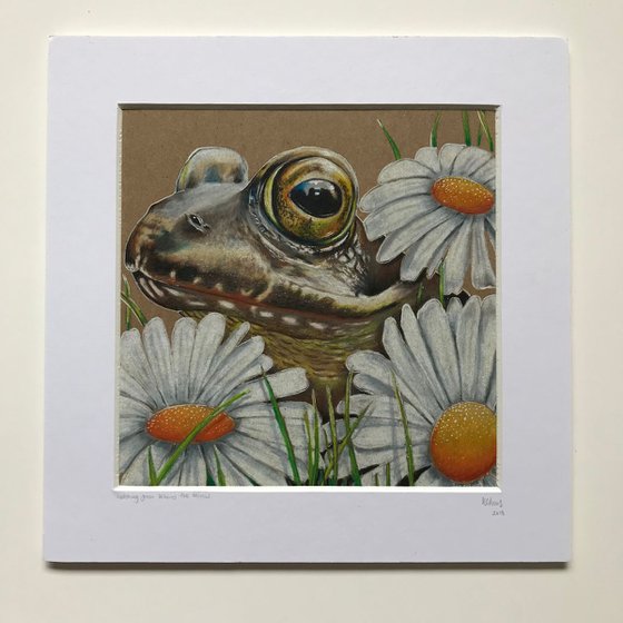 Watching from behind the daisies (frog)