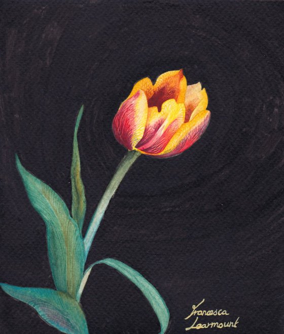 Small Tulip