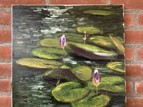 Water Lily Buds