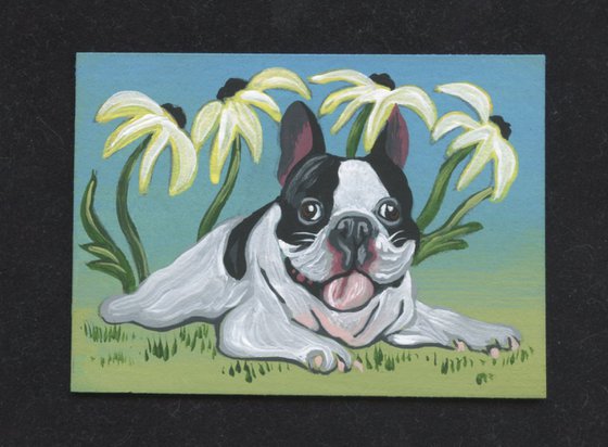 ACEO ATC Original Miniature Painting Pied French Bulldog Pet Dog Art-Carla Smale