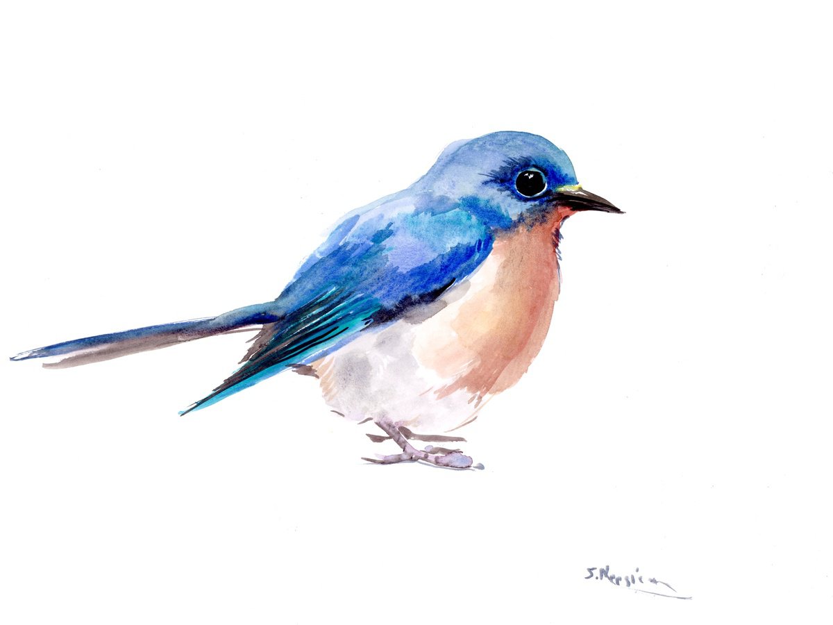 Bluebird by Suren Nersisyan