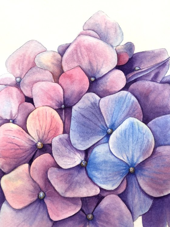 Hydrangea. Original watercolor artwork.