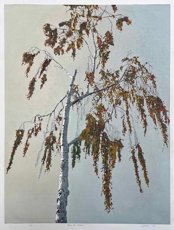 Birch at Sunset linocut
