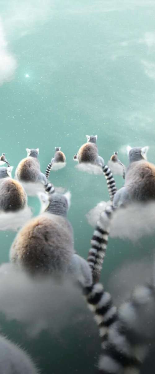 Lemurs by Vanessa Stefanova