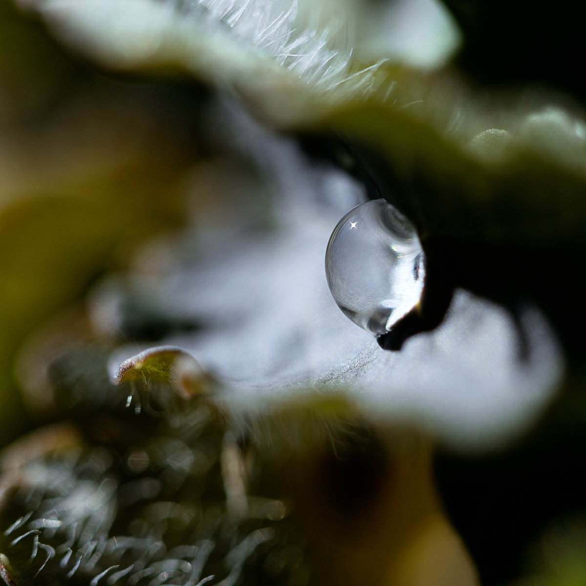 Hidden place. Square. Macro photography of a drop inside a velvet leaf. Green, yellow and... by Inna Etuvgi