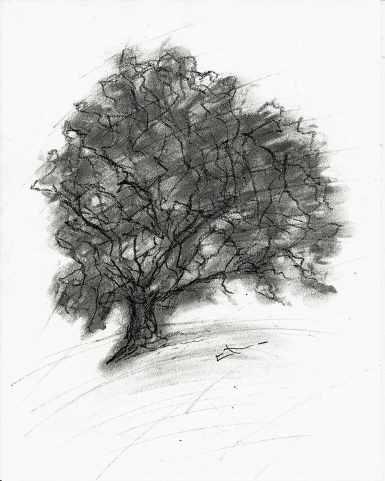 Dessin au fusain, Etude d'arbre, Chêne, 26 x 20,5 cm
