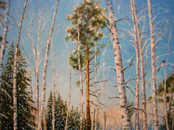 Winter Landscape Forest