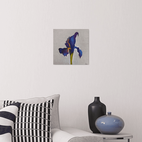 Velvet Iris