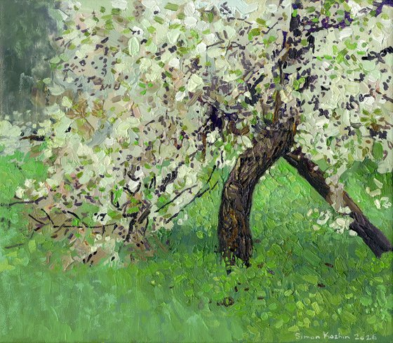The cherry tree is in bloom