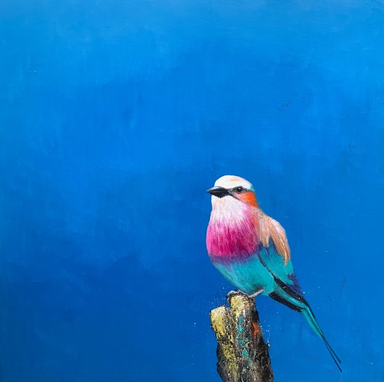 Lilac Breasted Roller