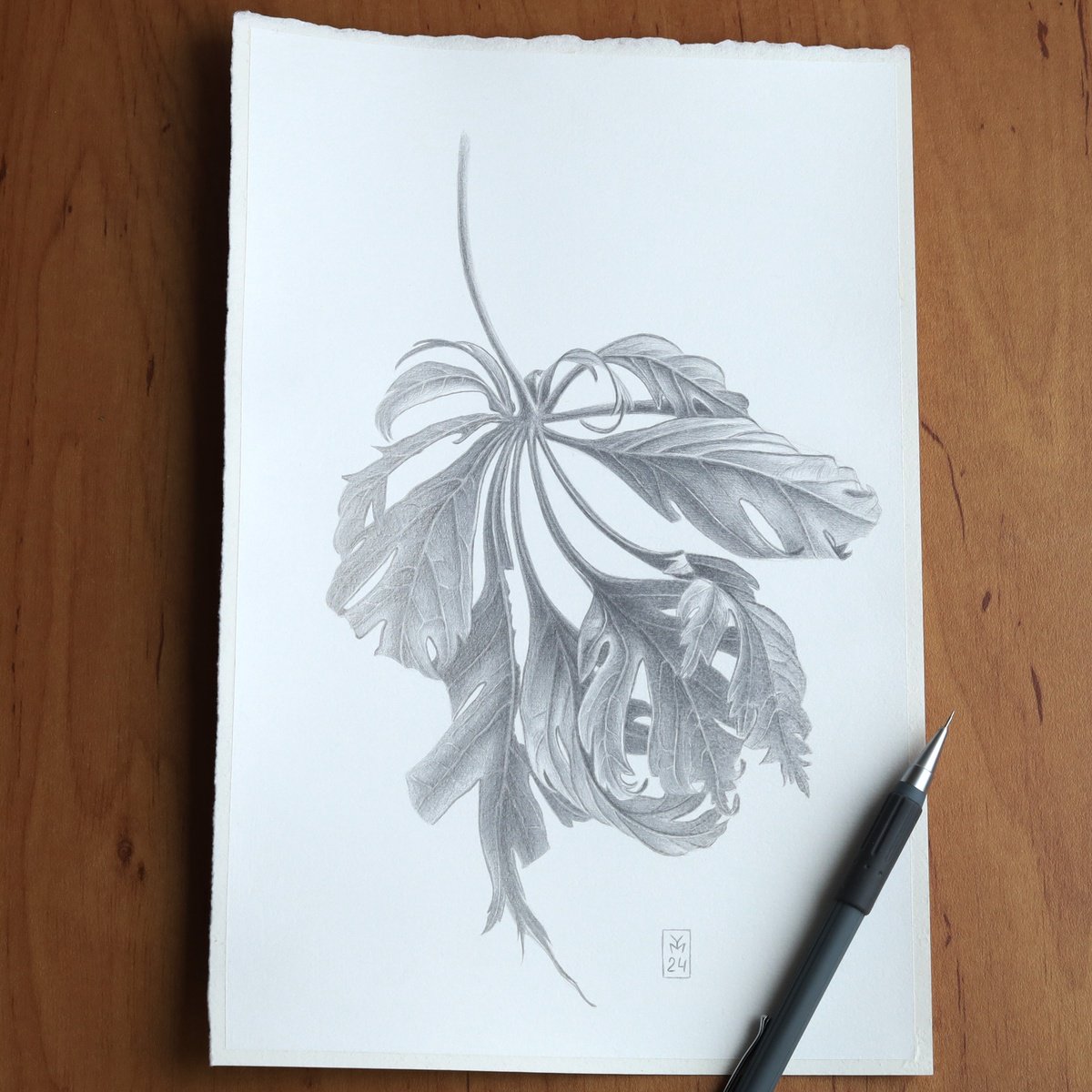 Graphic Botanical Drawing By Yuliia Moiseieva, 7 X 11", Maple Leaf Silverpoint, Original Artwork