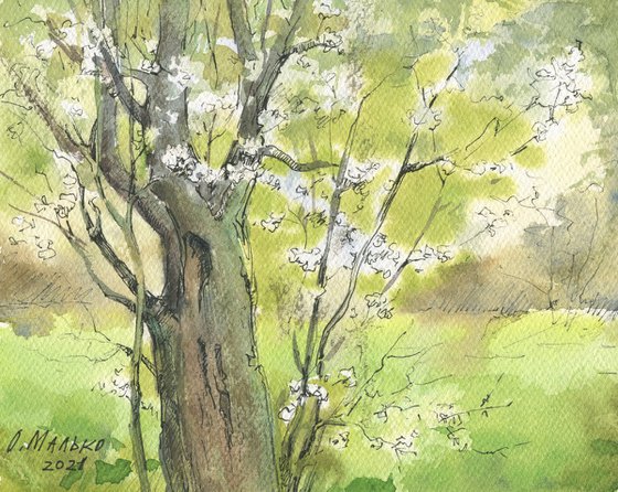 Spring again. A trunk of an old plum tree / Original watercolor sketch. Landscape painting. Small size pictures