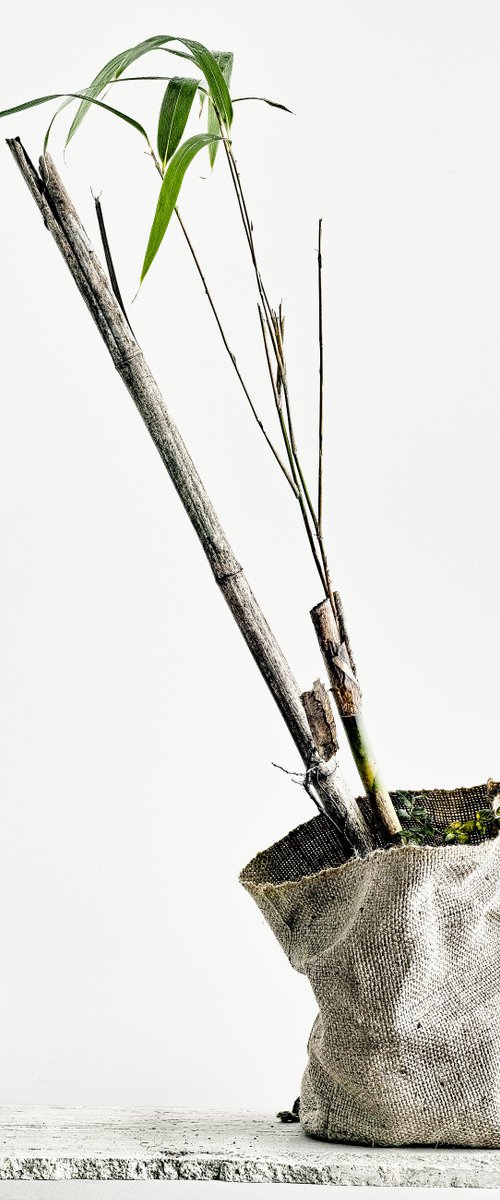 White Light#005-Bamboo- by Keiichiro Muramatsu