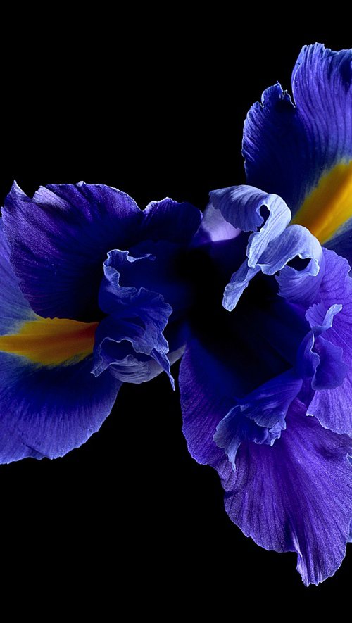 Blue Iris by Nadia Culph