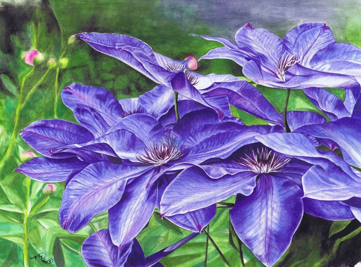 Blue Clematis by Nicola Mountney