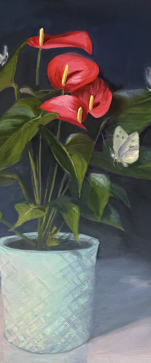 Anthurium by Grace Diehl