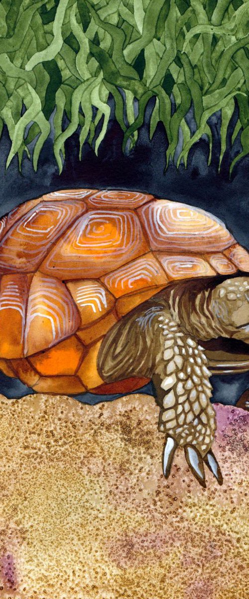 Tortoise by Terri Smith