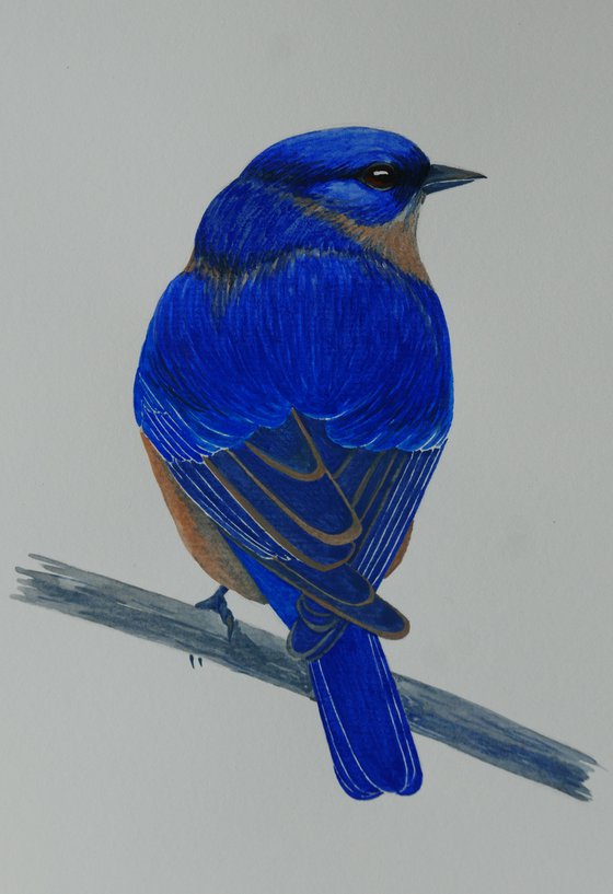 Melancholy blue bird