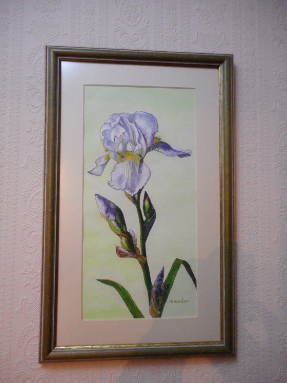 WHITE IRIS