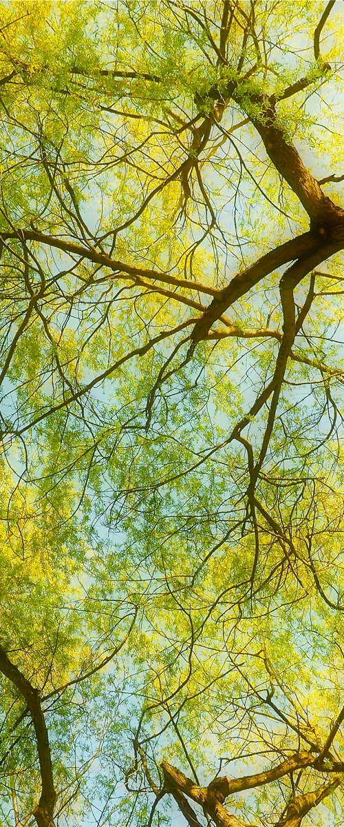 Willow Tree Canopy by Alex Cassels
