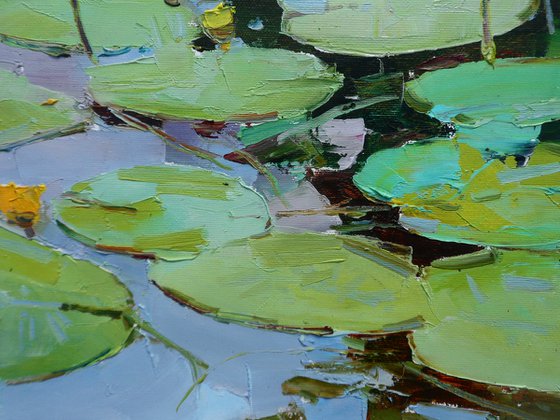 " water lilies  "