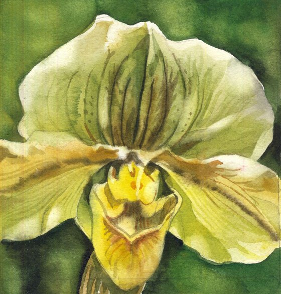 a painting a day #49 "green ladyslipper orchid"