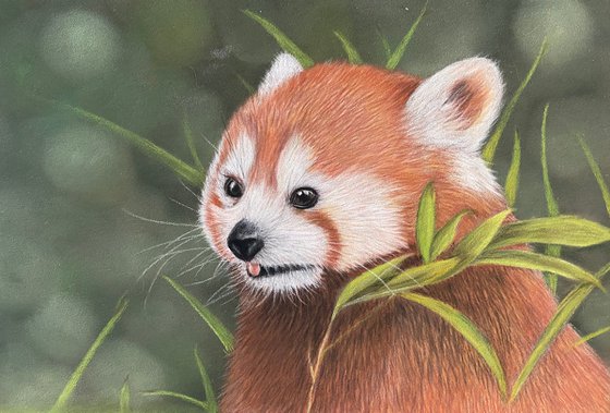 Red panda