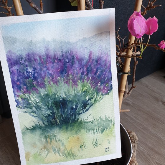 French lavender plant