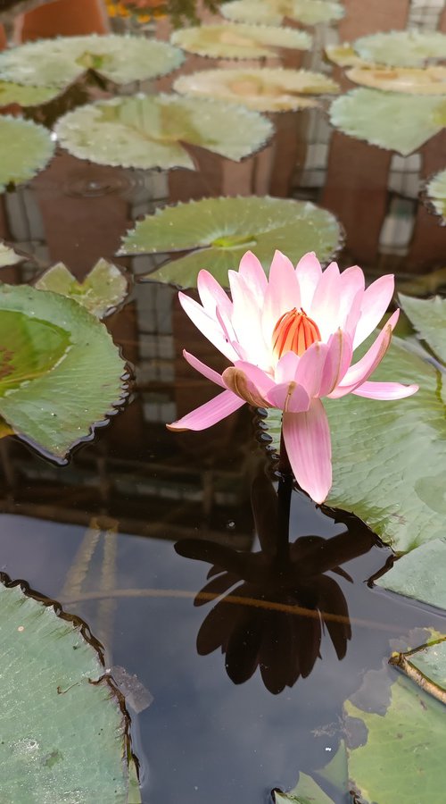 Lotus beauty II by SANJAY PUNEKAR
