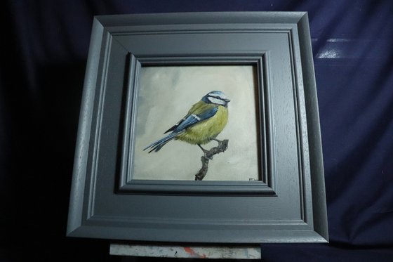 Lockdown's Morning Chorus Series - Blue Tit