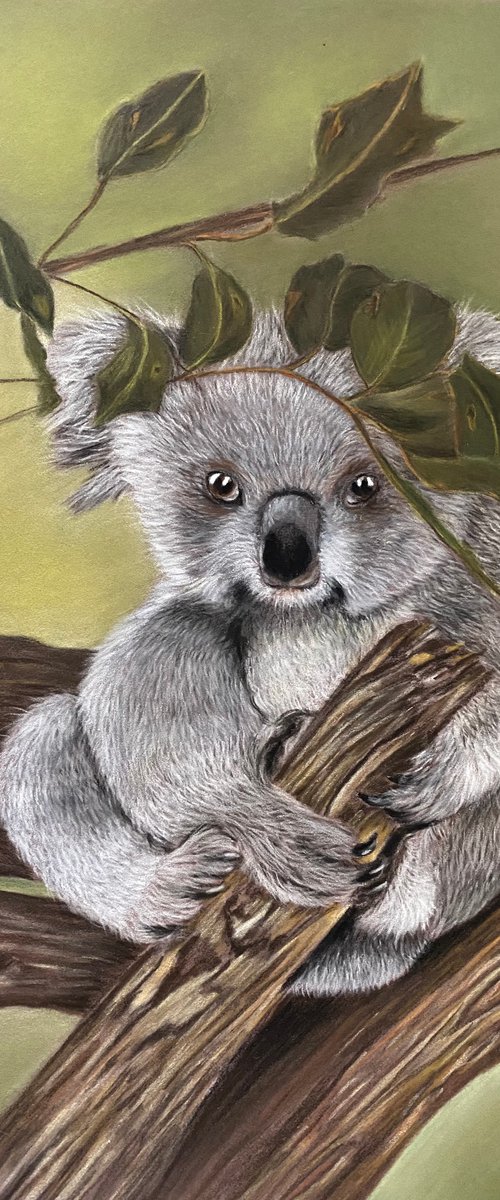 Koala by Maxine Taylor