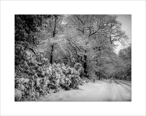 Snowy Trees by Martin  Fry