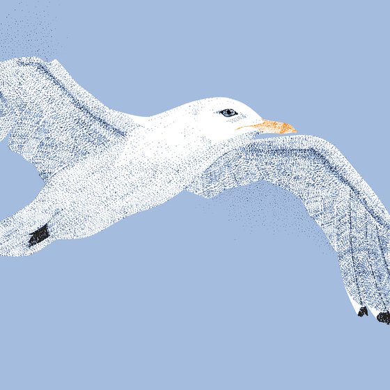 Seagull - Limited Edition Print