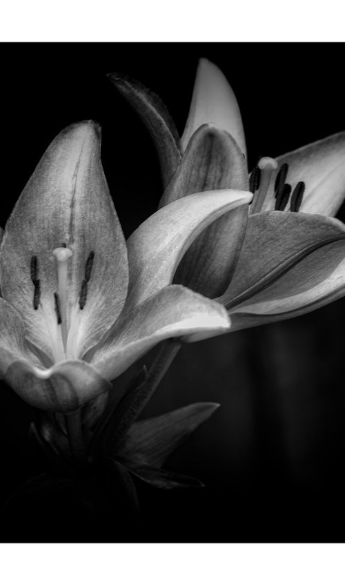 Lily Blooms Number 2 - 15x10 inch Fine Art Photography Limited Edition #1/25 by Graham Briggs