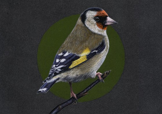 Original pastel drawing bird "European Goldfinch"