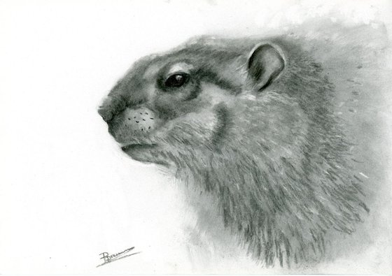 Woodchuck portrait